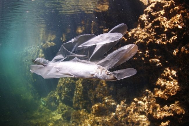 Fish swimming in the ocean into a single-use plastic glove
