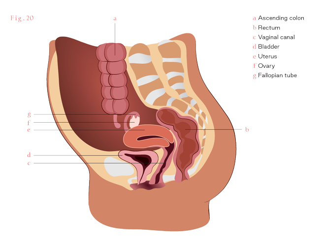 Diagram of the colon, uterus and all surrounding area