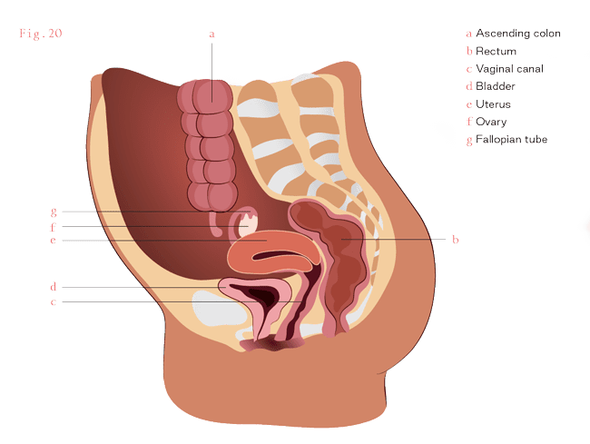 Diagram of the colon, uterus and all surrounding area