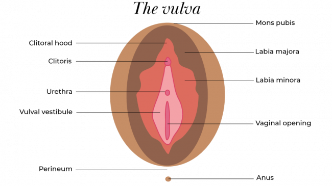 Vulva diagram